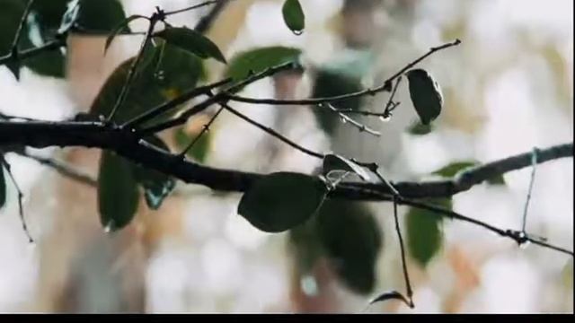 Шум дождя для сна и медитации. The noise of the rain to sleep. смотреть онлайн