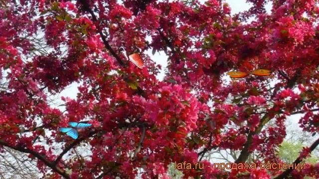 Яблоня декоративная Роялти (malus royalty) ? яблоня Роялти обзор: как сажать саженцы яблони Роялти смотреть онлайн