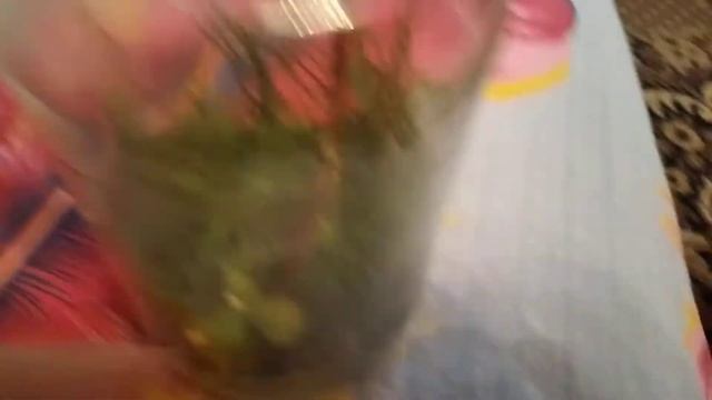 богомол в домашних условиях часть 1#