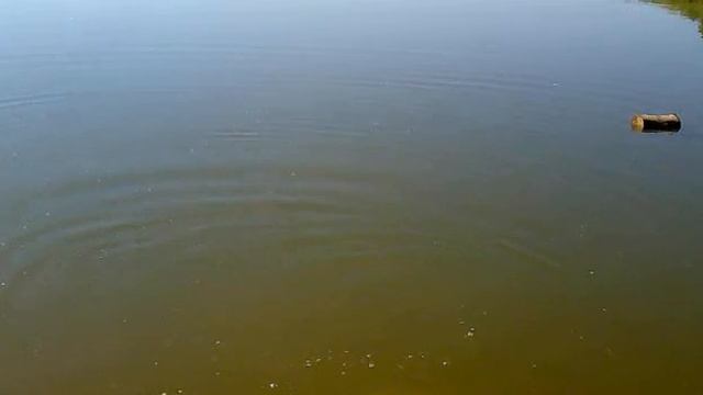 самая уловистая снасть для ловли рыбы. Маховая удочка со встроенной штекерной резиной смотреть онлайн