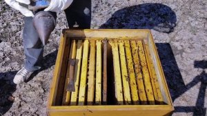 ГОДОВОЙ ЦИКЛ СОДЕРЖАНИЯ ПЧЁЛ В УЛЬЯХ ДАДАН 12-РАМОЧНЫХ #2 | ВЕСЕНИЕ РАБОТЫ