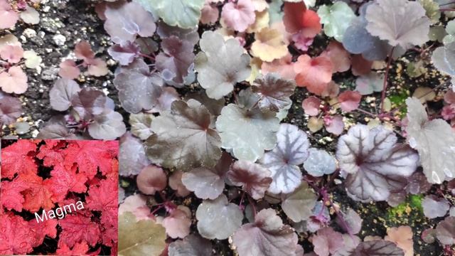 Гейхера из семян,обзор сеянцев...окрас...размер... корневая система...#изсемян #гейхера #размножени смотреть онлайн