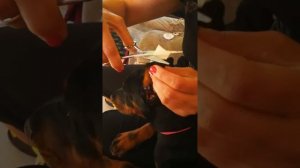 Клеим ушки доберману ,на КОРОНУ.