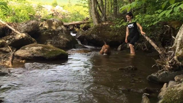 The Biggest pitbull puppy on earth ddk9 "THE HULK" of DDKLINE PART 2 смотреть онлайн