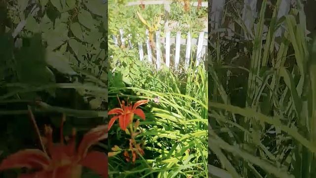 жуки паразиты смотреть онлайн