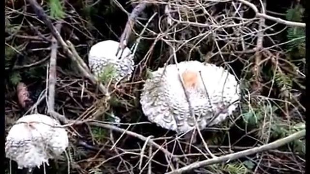 Грибы Зонтики разные в лесу. смотреть онлайн