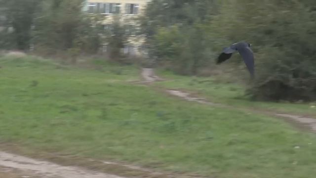 Вороны летят смотреть онлайн