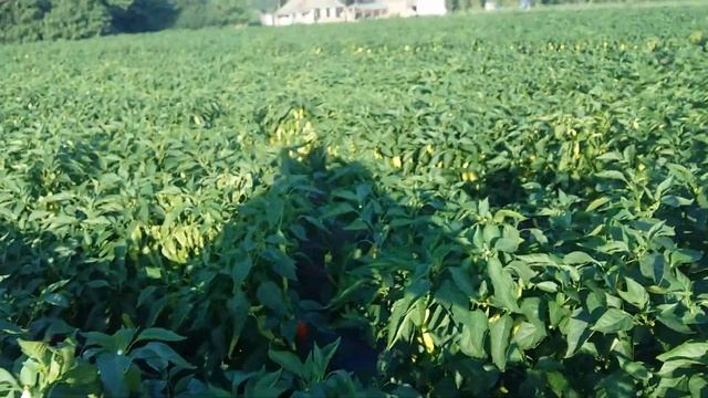 Перец горький Хомера F1 от фирмы Энза Заден. смотреть онлайн