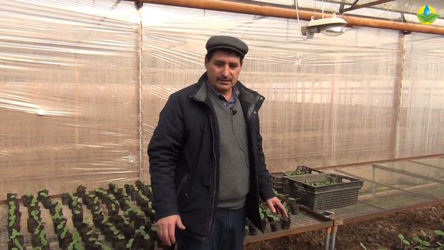 РАССТАНОВКА РАССАДЫ ОГУРЦОВ, ЧТОБЫ НЕ ЗАТЕНЯЛИ ДРУГ ДРУГА (12-12-2018)