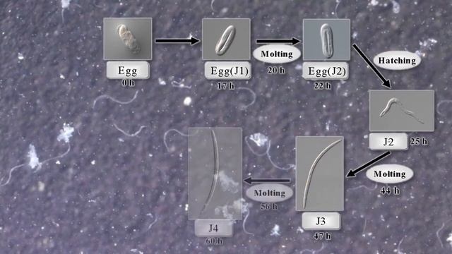 Сосновая стволовая нематода (Bursaphelenchus xylophilus (Steiner et Buhrer) Nickle) смотреть онлайн