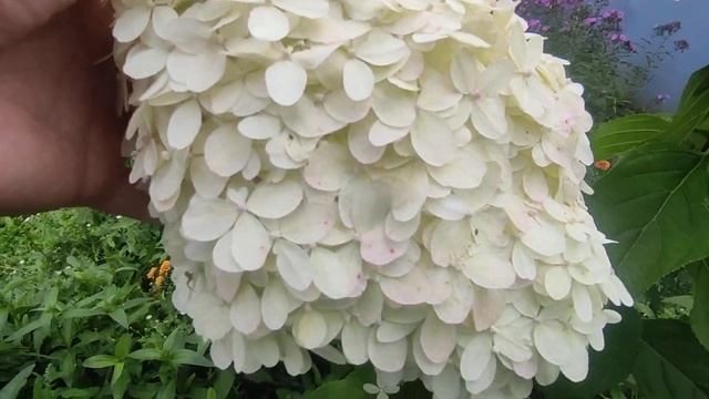 ГОРТЕНЗИЯ МЕТЕЛЬЧАТАЯ ЛАЙМЛАЙТ (HYDRANGEA PANICULATA LIMELIGHT) смотреть онлайн