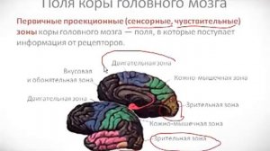 Психология урок 10 Мозг как физиологическая основа психики