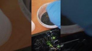 Черенкую хризантемы