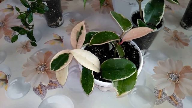 Хойи подросли смотреть онлайн