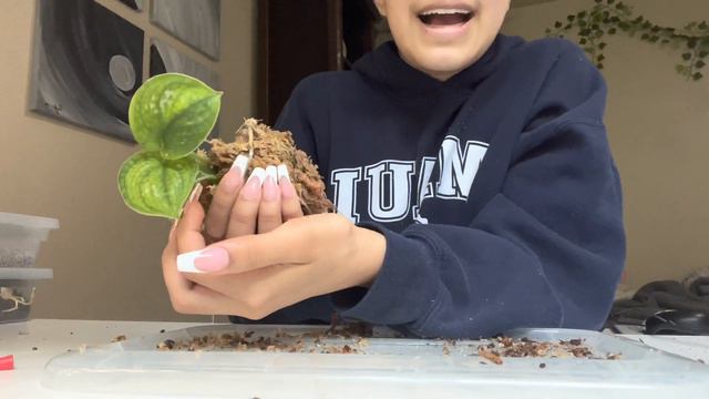 Make A Floating Kokedama With Me | How To Make A Kokedama, Alocasia Black Velvet, Kokedama Tutorial