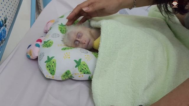 Mom Is Home! Baby Monkey SUGAR Screams Happily