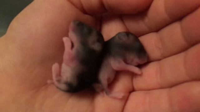 Новорожденные хомячки джунгарики. Newborn hamsters