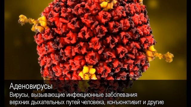 Аденовирусы. Толковый Видеословарь русского языка смотреть онлайн
