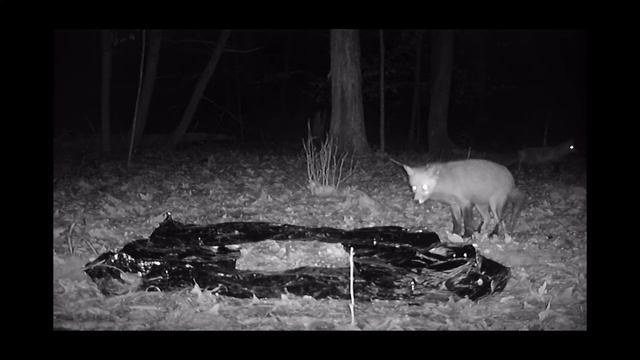 Wildlife React to FOIL in the WOODS! (Trail Camera) смотреть онлайн