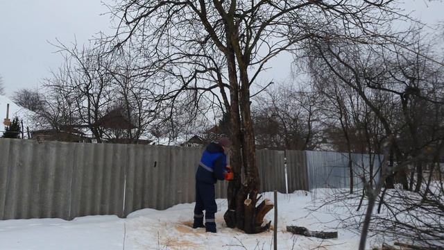 Как спилить дерево,если оно наклонилось к соседу.? смотреть онлайн