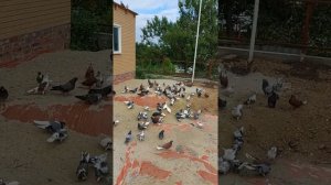 Голуби серпасто выворотные в Ростовской области