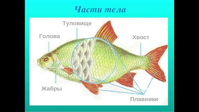 Ознакомление с окружающим миром в средней группе. Тема "Рыбы" смотреть онлайн