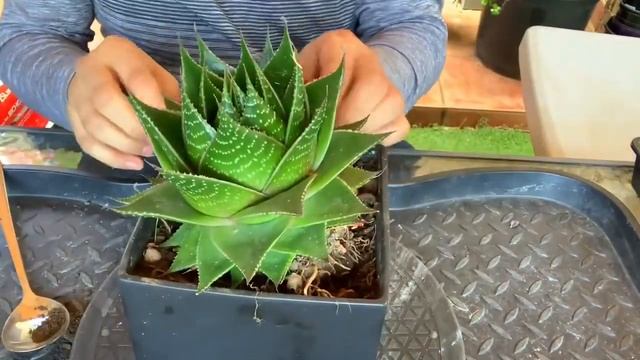 Repotting Echeveria Elegance and Succulent Arrangements смотреть онлайн