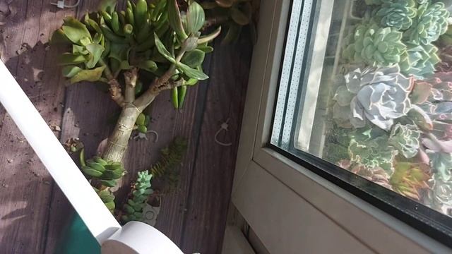 Прививка древовидных крассул. Crassula ovata grafting смотреть онлайн