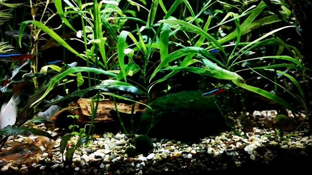 АМПУЛЯРИЯ. СОДЕРЖАНИЕ В АКВАРИУМЕ смотреть онлайн