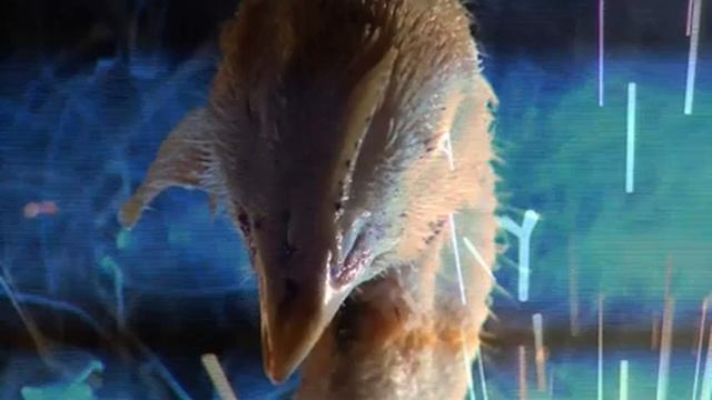 Если у тебя не куриные мозги.mov смотреть онлайн