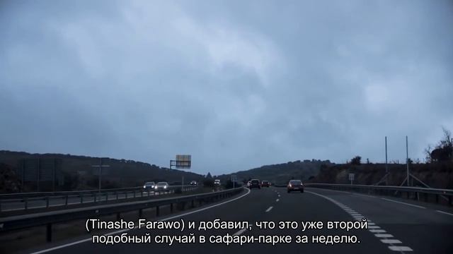 Мужчина поехал смотреть на диких животных и был растоптан слоном на глазах сына смотреть онлайн