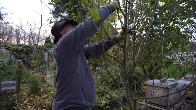 Apfelbaum richtig schneiden ✂️- Tipps und Tricks für einen sauberen Rückschnitt смотреть онлайн