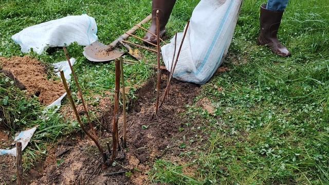 Посадка кустов малины на загородном участке осенью. ?? смотреть онлайн