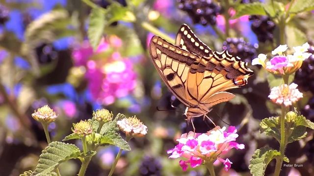 Papilio machaon, the Old World swallowtail. смотреть онлайн