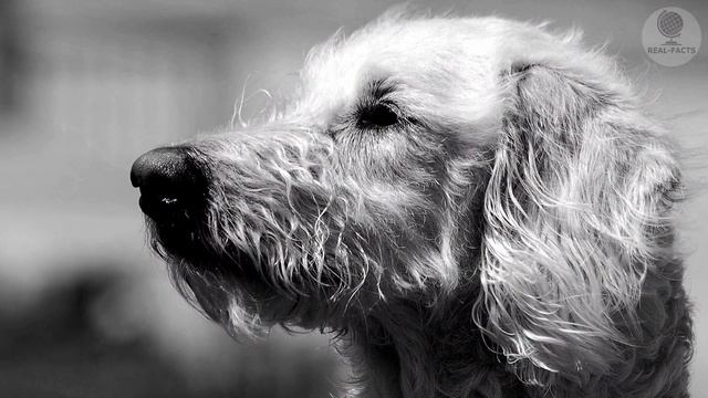 A puppy was drowning in a swamp, but a man noticed him in time смотреть онлайн