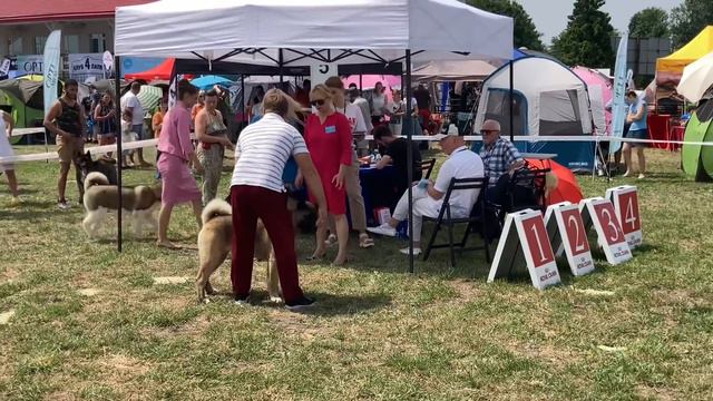 golden retriever, labrador, American Akita and other dog breeds. international exhibition. смотреть онлайн