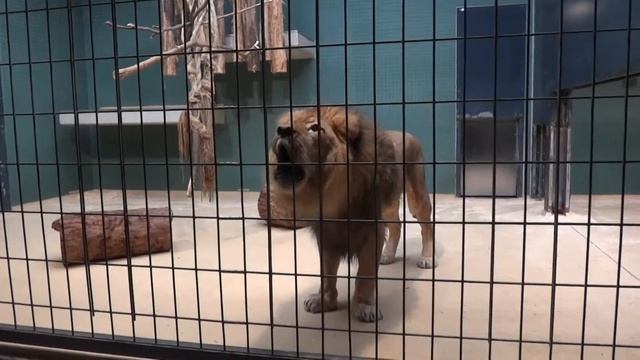 Львы ревут смотреть онлайн