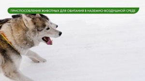 Наземно-воздушная среда обитания. Приспособления организмов к наземно-воздушной среде