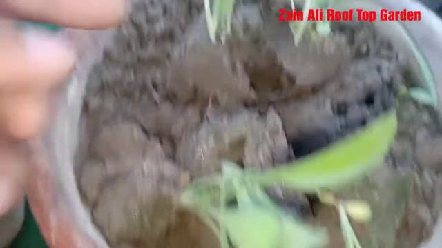 How to transplant Gailardia seedlings 🌱🏵️ in Urdu