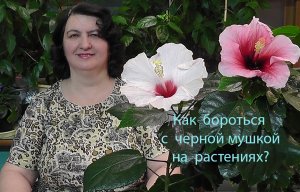 Как бороться с черной мушкой (грибным комариком) на комнатных растениях?