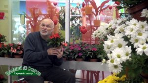 Бальзамин новогвинейский, коллекция, уход, особенности