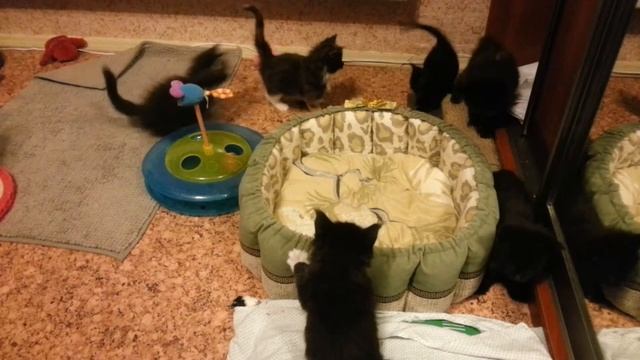 Котята мейн кун, 1 месяц смотреть онлайн