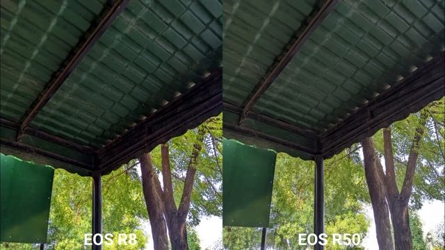 Canon Eos R8 Vs Canon Eos R50 Camera Test &Comparison смотреть онлайн