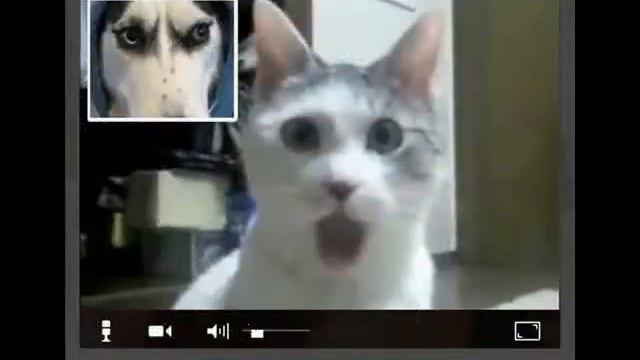 Смешные фото ахах.wmv смотреть онлайн