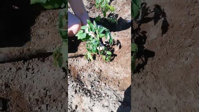 посадка томатов в открытый грунт. смотреть онлайн