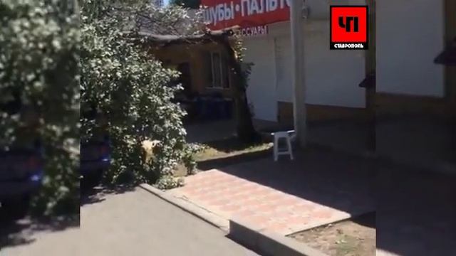 Упавшее дерево повредило автомобиль смотреть онлайн