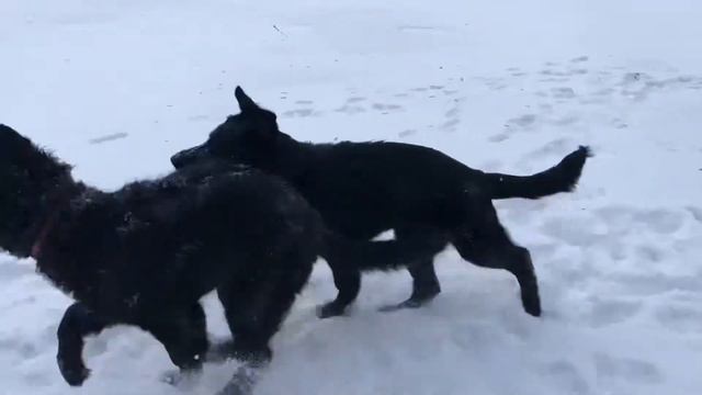 Немецкие овчарки смотреть онлайн