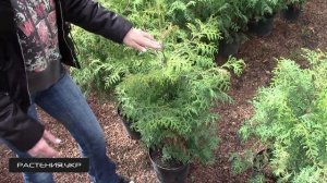 Туя западная Брабант (Brabant) / Туя посадка и уход