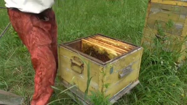 Как пересадить пчёл в другой улей