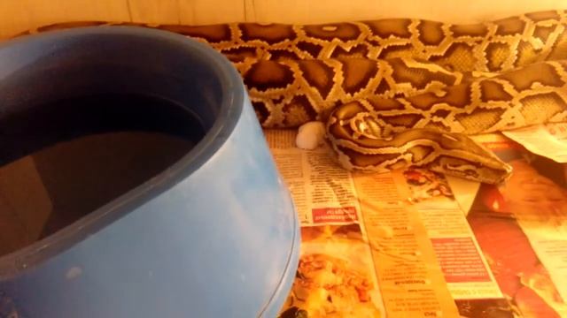 Рост тигрового питона